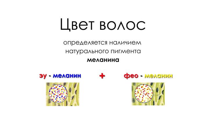 Пигменты волоса