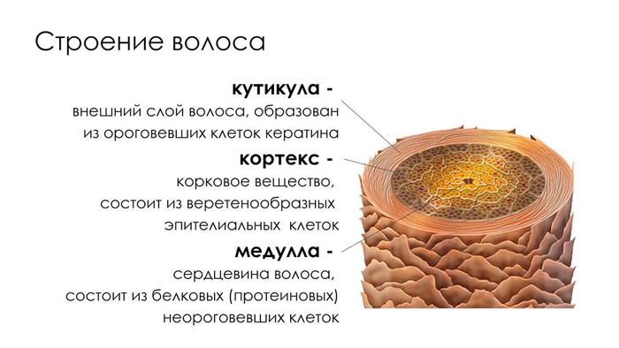 Строение волоса